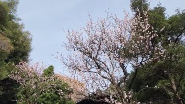 Yushima Seido, Japonya Tokyo Manzarası 2023