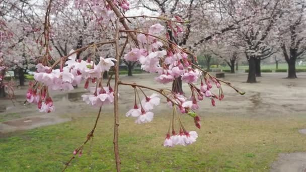 Flores Cerezo Plena Floración Fija Cámara Tiro Japón Tokio — Vídeos de Stock