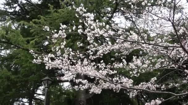 Kersenbloesems Volledige Bloei Vaste Fototoestel Japan Tokio — Stockvideo
