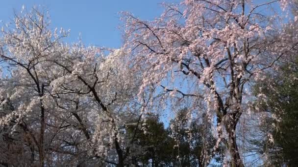 Cherry Blossoms Full Bloom Fixed Shooting Camera Japan Tokyo — Stock Video