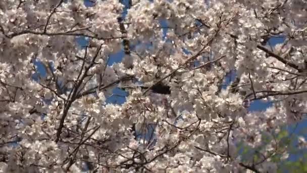 Цветение Сакуры Полная Цветение Фиксированная Камера Съемки Япония Токио — стоковое видео
