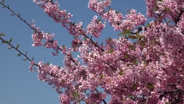 Kirsebærblomster Fullblomstrende Filmkamera Japan Tokyo – stockvideo