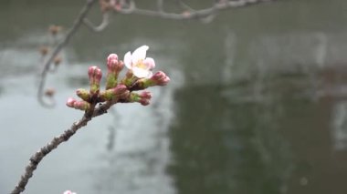 Kiraz çiçekleri Sakura çiçek açıyor. Sabit çekim kamerası, Japonya Tokyo.