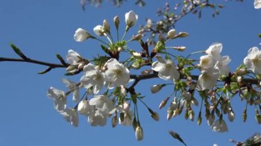 Kiraz çiçekleri Sakura çiçek açıyor. Sabit çekim kamerası, Japonya Tokyo.