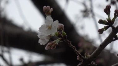 Kiraz çiçekleri Sakura çiçek açıyor. Sabit çekim kamerası, Japonya Tokyo.