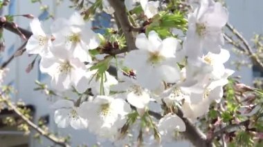 Kiraz çiçekleri Sakura çiçek açıyor. Sabit çekim kamerası, Japonya Tokyo.