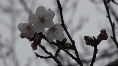 Kiraz çiçekleri Sakura çiçek açıyor. Sabit çekim kamerası, Japonya Tokyo.