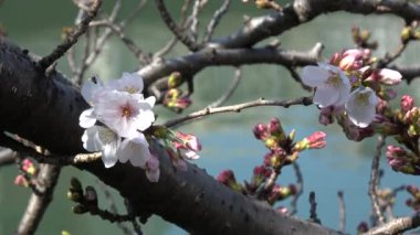 Kiraz çiçekleri Sakura çiçek açıyor. Sabit çekim kamerası, Japonya Tokyo.