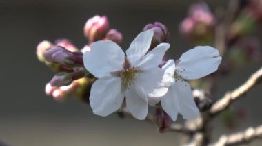 Kiraz çiçekleri Sakura çiçek açıyor. Sabit çekim kamerası, Japonya Tokyo.