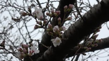 Kiraz çiçekleri Sakura çiçek açıyor. Sabit çekim kamerası, Japonya Tokyo.