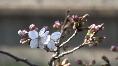 Kiraz çiçekleri Sakura çiçek açıyor. Sabit çekim kamerası, Japonya Tokyo.