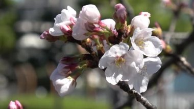 Kiraz çiçekleri Sakura çiçek açıyor. Sabit çekim kamerası, Japonya Tokyo.
