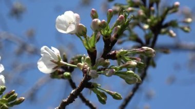 Kiraz çiçekleri Sakura çiçek açıyor. Sabit çekim kamerası, Japonya Tokyo.