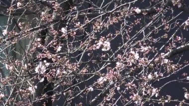 Kiraz çiçekleri Sakura çiçek açıyor. Sabit çekim kamerası, Japonya Tokyo.
