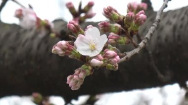 Kiraz çiçekleri Sakura çiçek açıyor. Sabit çekim kamerası, Japonya Tokyo.