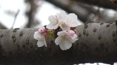 Kiraz çiçekleri Sakura çiçek açıyor. Sabit çekim kamerası, Japonya Tokyo.
