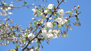 Kiraz çiçekleri Sakura çiçek açıyor. Sabit çekim kamerası, Japonya Tokyo.