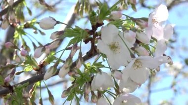 Kiraz çiçekleri Sakura çiçek açıyor. Sabit çekim kamerası, Japonya Tokyo.