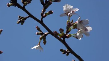 Kiraz çiçekleri Sakura çiçek açıyor. Sabit çekim kamerası, Japonya Tokyo.