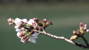 Kiraz çiçekleri Sakura çiçek açıyor. Sabit çekim kamerası, Japonya Tokyo.