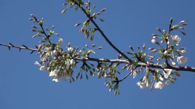Kiraz çiçekleri Sakura çiçek açıyor. Sabit çekim kamerası, Japonya Tokyo.