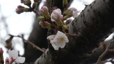 Kiraz çiçekleri Sakura çiçek açıyor. Sabit çekim kamerası, Japonya Tokyo.
