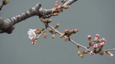 Kiraz çiçekleri Sakura çiçek açıyor. Sabit çekim kamerası, Japonya Tokyo.