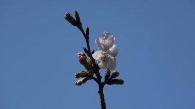 Kiraz çiçekleri Sakura çiçek açıyor. Sabit çekim kamerası, Japonya Tokyo.