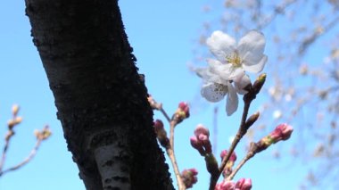 Kiraz çiçekleri Sakura çiçek açıyor. Sabit çekim kamerası, Japonya Tokyo.