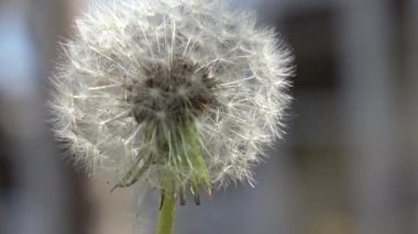 Karahindiba çiçeği, Japonya Tokyo 2023 Baharı