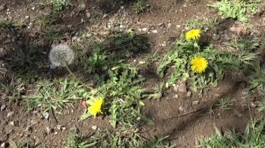 Karahindiba çiçeği, Japonya Tokyo 2023 Baharı