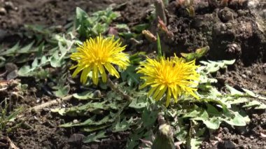 Karahindiba çiçeği, Japonya Tokyo 2023 Baharı