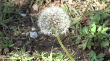 Karahindiba çiçeği, Japonya Tokyo 2023 Baharı