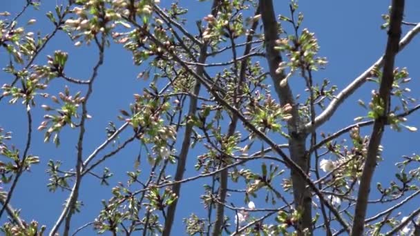 Cherry Blossoms Sakura Flowering Fixed Shooting Camera Japan Tokyo — Stock Video