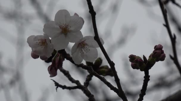 Flores Cerejeira Sakura Floração Fixo Tiro Câmera Japão Tóquio — Vídeo de Stock