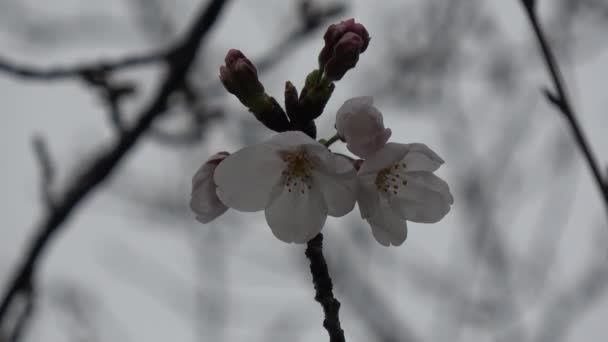 Caméra Tir Fixe Sakura Fleurs Cerisier Japon Tokyo — Video