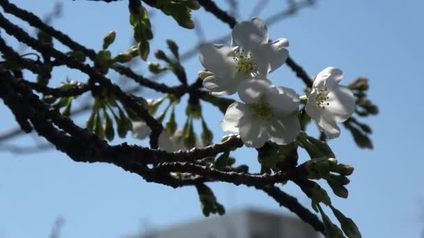 Cseresznyevirág Sakura Virágzó Rögzített Fényképezőgép Japán Tokió — Stock videók