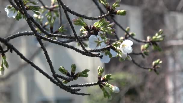 Körsbärsblommor Sakura Blommande Fast Kamera Japan Tokyo — Stockvideo