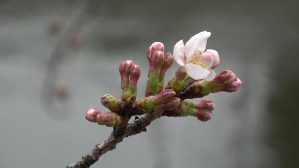 Flores Cerejeira Sakura Floração Fixo Tiro Câmera Japão Tóquio — Vídeo de Stock