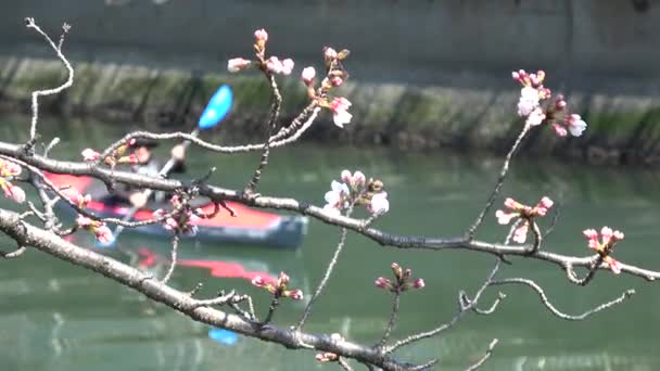 Cseresznyevirág Sakura Virágzó Rögzített Fényképezőgép Japán Tokió — Stock videók