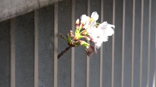 樱花盛开的樱花固定拍摄相机 日本东京 — 图库视频影像