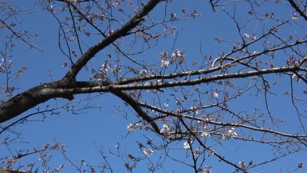 Kirschblüten Sakura Blühende Fixed Shooting Camera Japan Tokyo — Stockvideo