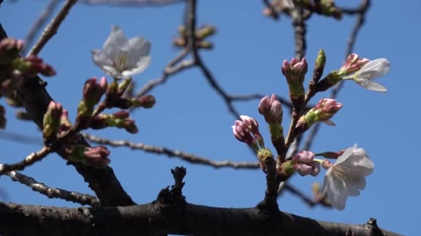Fiori Ciliegio Sakura Fioritura Macchina Fotografica Fissa Giappone Tokyo — Video Stock