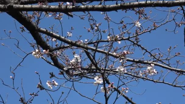 Kwiat Wiśni Sakura Aparat Fotograficzny Japonia Tokio — Wideo stockowe