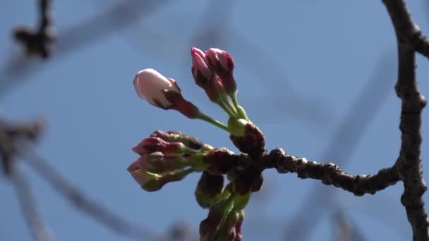 樱花盛开的樱花固定拍摄相机 日本东京 — 图库视频影像