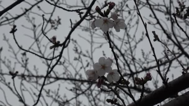 Fiori Ciliegio Sakura Fioritura Macchina Fotografica Fissa Giappone Tokyo — Video Stock