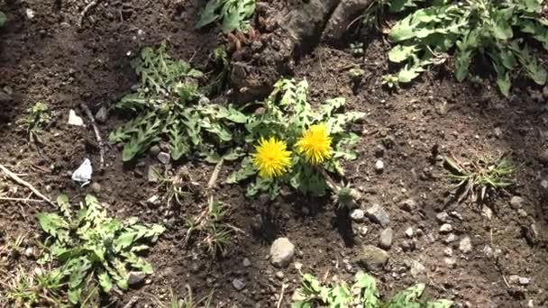 Karahindiba Çiçeği Japonya Tokyo 2023 Baharı — Stok video