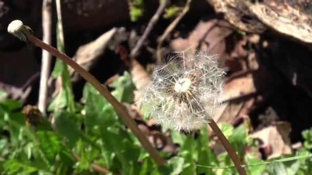 Karahindiba Çiçeği Japonya Tokyo 2023 Baharı — Stok video