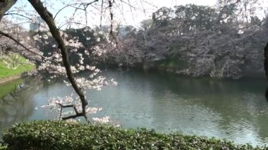 Chidorigafuchi kiraz çiçeği sabahın erken saatlerinde, Tokyo Japonya 2023