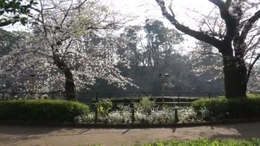 Chidorigafuchi kiraz çiçeği sabahın erken saatlerinde, Tokyo Japonya 2023